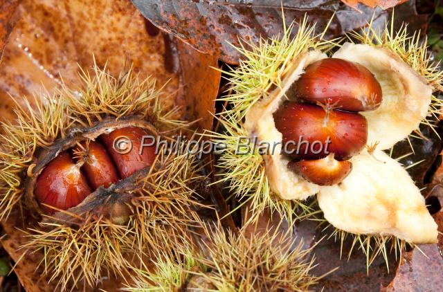 france corse 17.JPG - Déhiscence de bogues de chataigneCastanea vulgaris (Fagacae)Corse